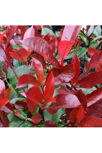 Фотинія фразера Ред Робін